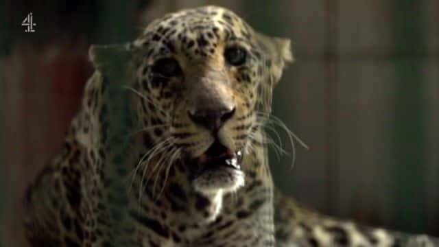 ¼ƬӡȱϮ¼ India's Leopard Attacks1080Pȫ1-Ļ/Ļ