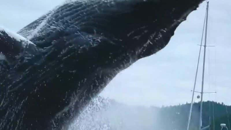 ¼Ƭͷһ̽ Humpback Whales: A Detective Storyȫ1-Ļ/Ļ