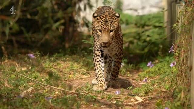 ¼ƬӡȱϮ¼ India's Leopard Attacks1080Pȫ1-Ļ/Ļ