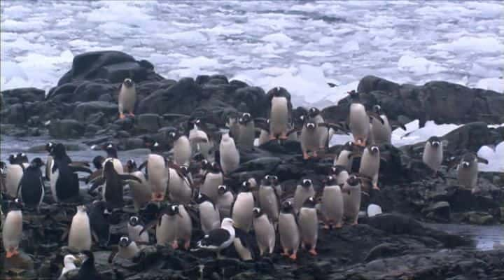 ¼Ƭ֮ Leopard Seal: Lords of the Iceȫ1-Ļ/Ļ