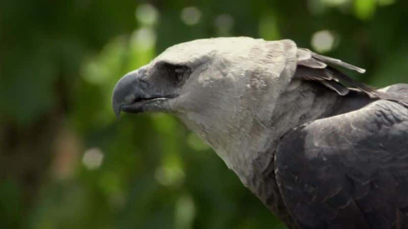 ¼Ƭŵƺʳӥ (BBC) The Monkey-Eating Eagle of the Orinoco (BBC)1080Pȫ1-Ļ/Ļ