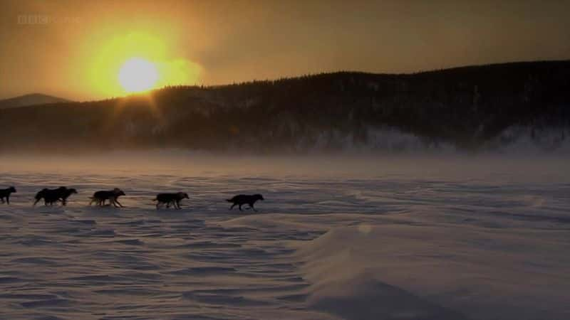 纪录片《冰封：有史以来最伟大的狗故事 Icebound: The Greatest Dog Story Ever Told》[无字][BT][720P]资源下载