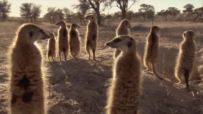 ¼Ƭèǵ Meerkats: Secrets of an Animal Superstar1080Pȫ1-Ļ/Ļ