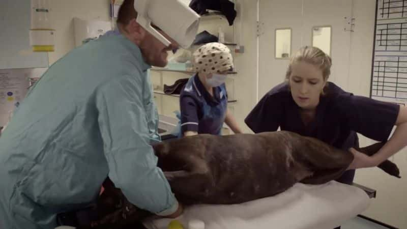 ¼Ƭڲ A&amp;E ϵ 1 Inside Animal A&amp;amp;E Series 11080P-Ļ/Ļ