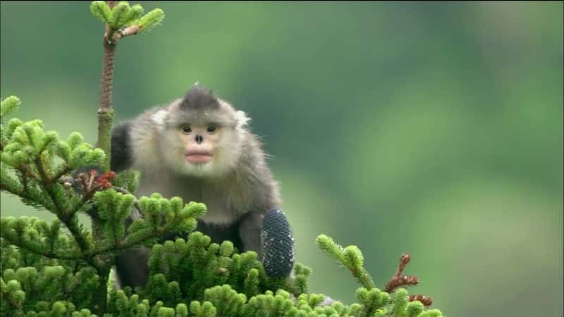 ¼Ƭغ Mystery Monkeys of Shangri-LaĻ/Ļ