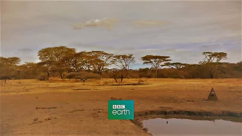 ¼Ƭˮϵ 1 Life at the Waterhole: Series 11080P-Ļ/Ļ