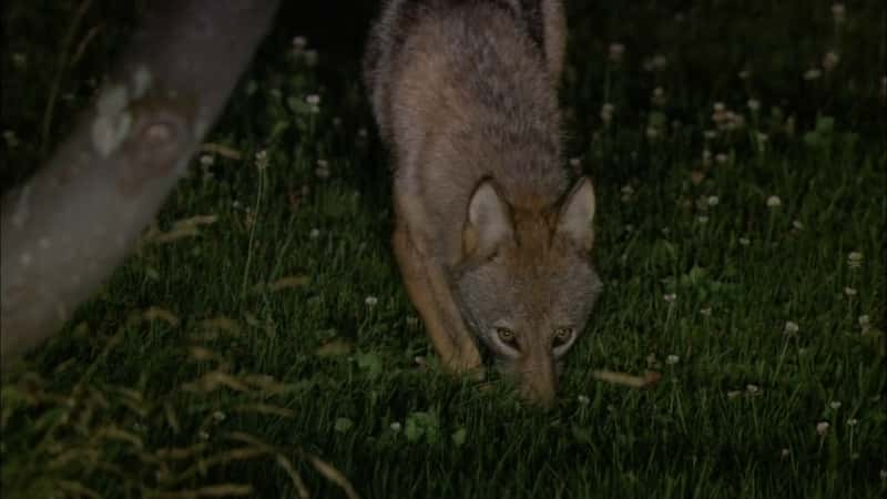 ¼Ƭʶ Coywolf Meet the CoywolfĻ/Ļ