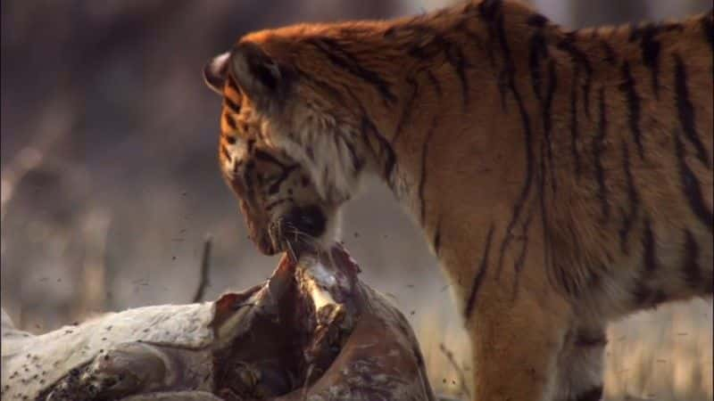 ¼Ƭ¶˹ʳ˻ (BBC) Man-Eating Tigers of the Sundarbans (BBC)1080Pȫ1-Ļ/Ļ