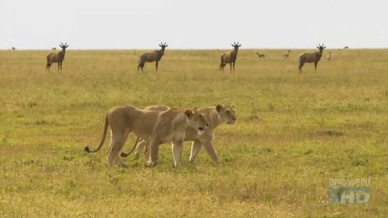 ¼Ƭǣ๷֮ Kenya: Hyena, Queen of the BeastsĻ/Ļ