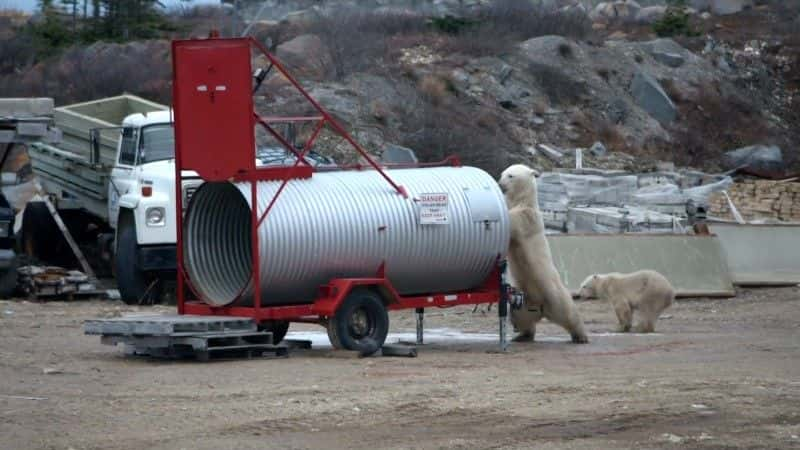 纪录片《北极熊镇的生活 Life in Polar Bear Town》[无字][BT][1080P]资源下载