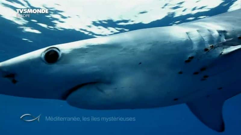 ¼Ƭкص Mediterranee: les iles mysterieusesȫ1-Ļ/Ļ