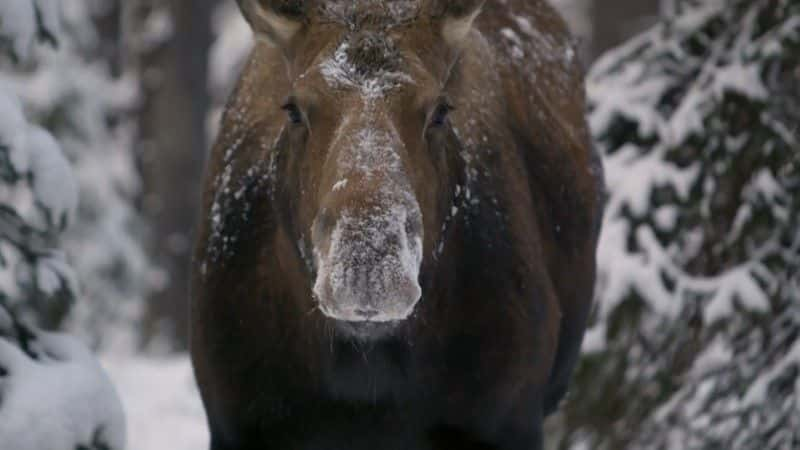 ¼Ƭʶ¹ (BBC) Meet the Moose Family (BBC)1080Pȫ1-Ļ/Ļ