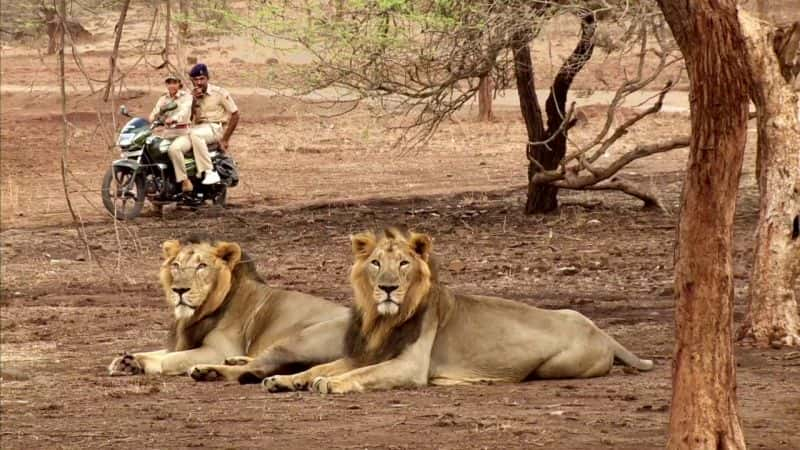 ¼Ƭӡȵʨӻʺ The Lion Queens of India1080P-Ļ/Ļ