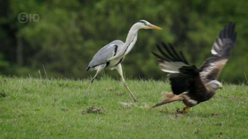 ¼ƬɵºҰһ Loch Lomond: A Year in the WildĻ/Ļ