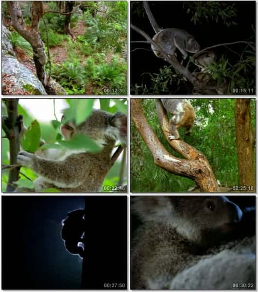 ¼Ƭ King KoalaĻ/Ļ