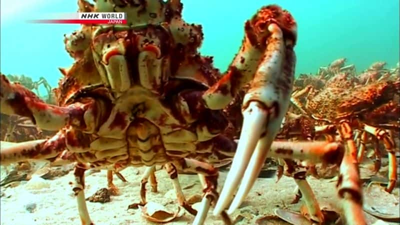 纪录片《群众游行：大蜘蛛蟹 March of the Masses: Great Spider Crabs》[无字][BT][1080P]资源下载