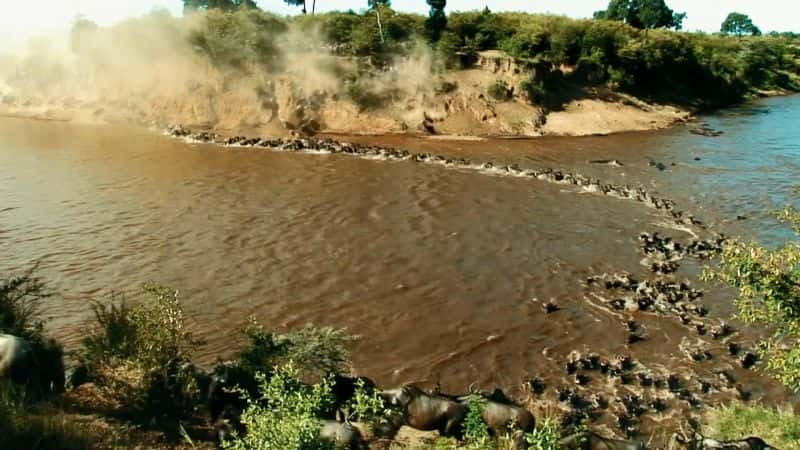 ¼ƬǨ㣺ǨеţȺ Migrations: Herds on the Move1080P-Ļ/Ļ