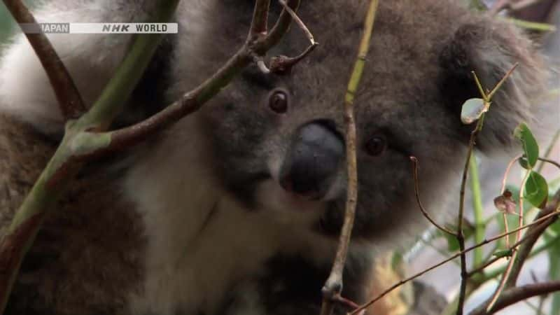 ¼Ƭױȵд￼ The Matchless Marsupial KoalaĻ/Ļ