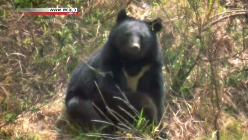 ¼Ƭܱʷ Moon Bear Chronicleȫ1-Ļ/Ļ