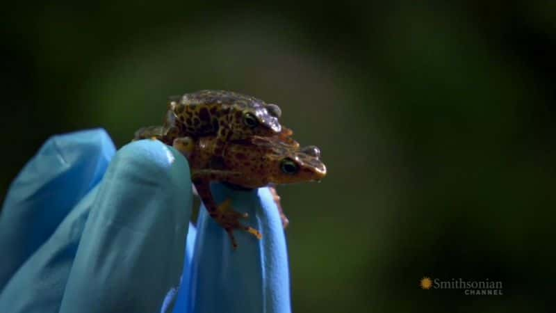 ¼ƬؼܶԮ Mission Critical: Amphibian RescueĻ/Ļ