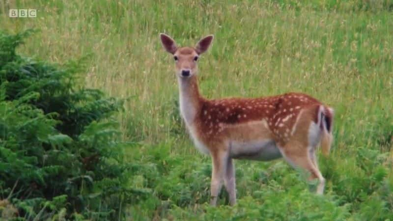 ¼Ƭʿ԰ϵ 3 Iolo's Great Welsh Parks Series 3ȫ4-Ļ/Ļ