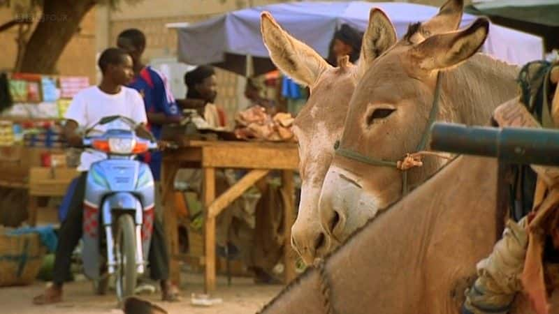 ¼Ƭ͢Ϳͼʧͼ (BBC) The Lost Libraries of Timbuktu (BBC)Ļ/Ļ