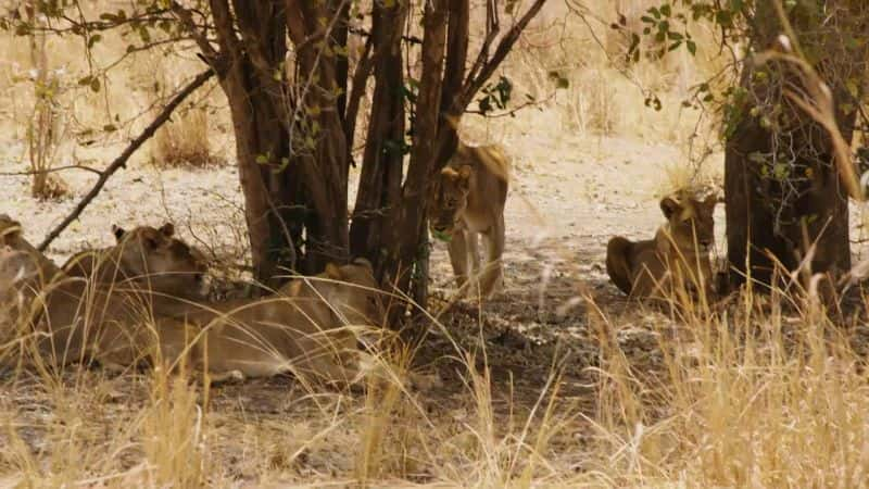 ¼Ƭޱʨ Lion of Zambia1080P-Ļ/Ļ