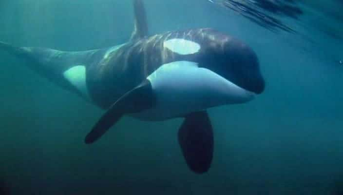 ¼Ƭһֻ¬ȵĻ A Killer Whale Called Luna720P-Ļ/Ļ