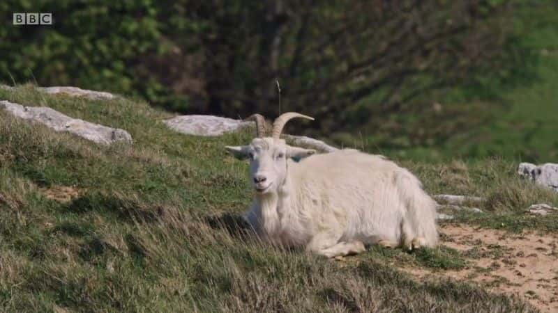 ¼Ƭʿ԰ϵ 3 Iolo's Great Welsh Parks Series 3ȫ4-Ļ/Ļ