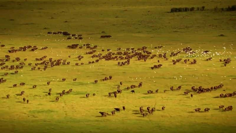 纪录片《马赛马拉鬣狗女王 Hyaena Queen of the Masai Mara》[无字][BT][720P]资源下载