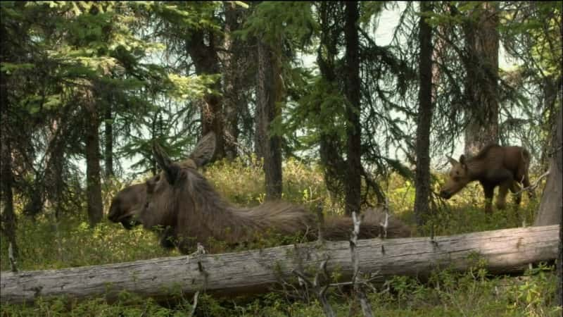 ¼Ƭ¹֦˵ Moose: Life of a Twig Eater1080P-Ļ/Ļ