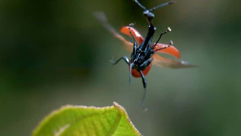 ¼ƬȻĸ (BBC) Nature's Misfits (BBC)1080Pȫ1-Ļ/Ļ