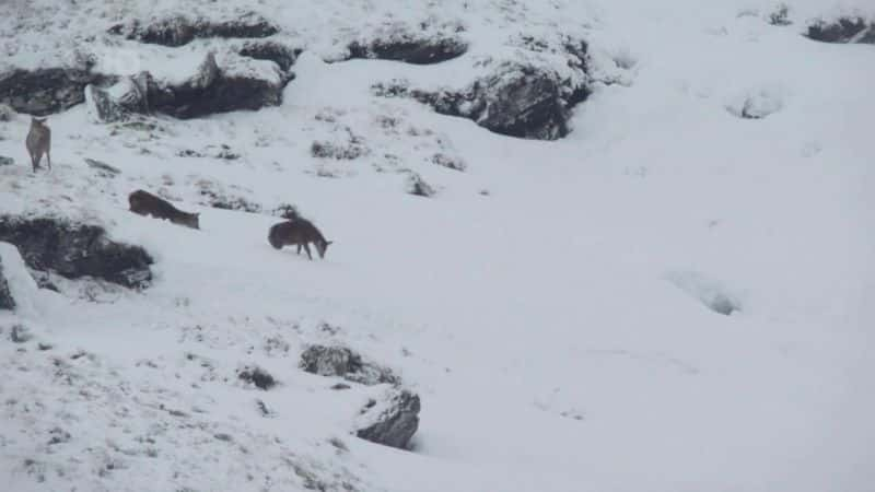 ¼ƬɵºҰһ Loch Lomond: A Year in the WildĻ/Ļ