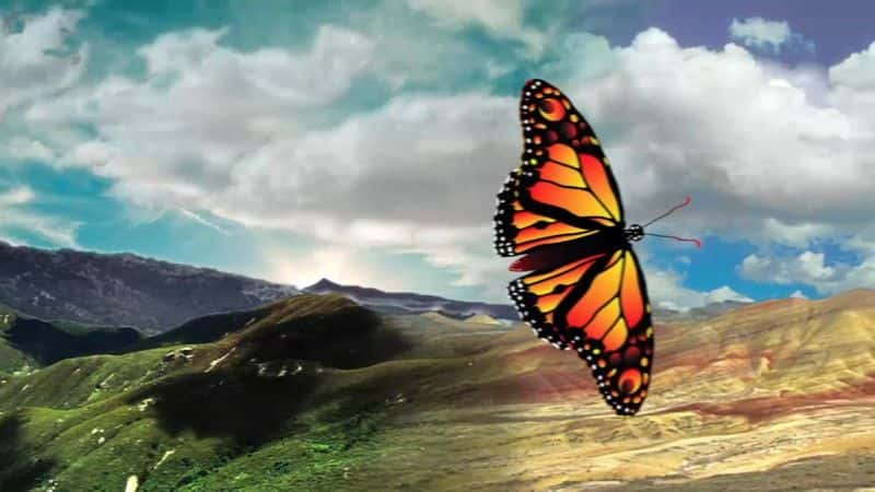 ¼ƬĲ˼ó The Incredible Journey of the Monarch Butterflyȫ1-Ļ/Ļ