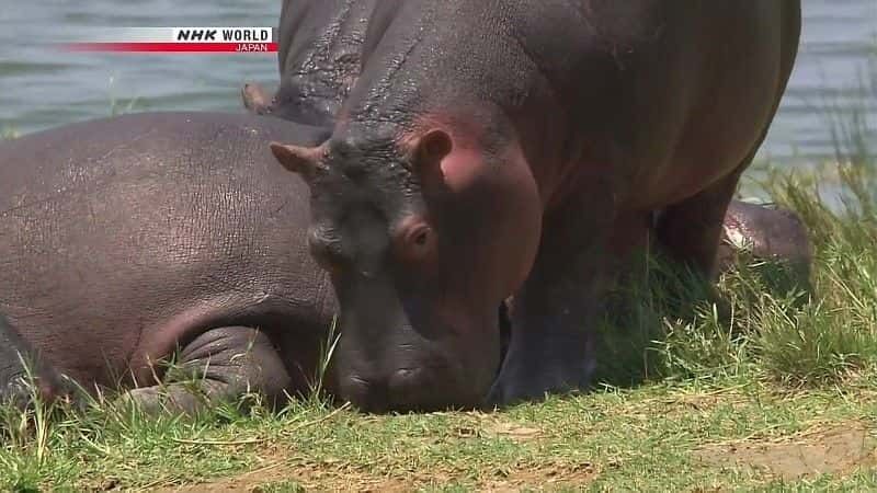 ¼ƬƵ The Kazinga Channel: Hippo Paradiseȫ1-Ļ/Ļ