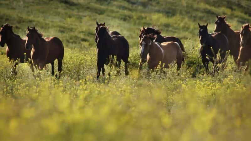 ¼ƬȻĹ Nature: Equus Story of the Horse1080P-Ļ/Ļ