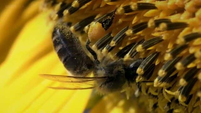 ¼Ƭ磨BBC Insect Worlds (BBC)ȫ1-Ļ/Ļ