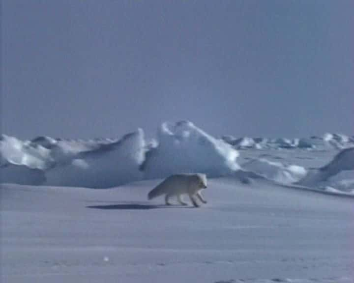 ¼ƬҰе Life in the Frozen WildernessĻ/Ļ