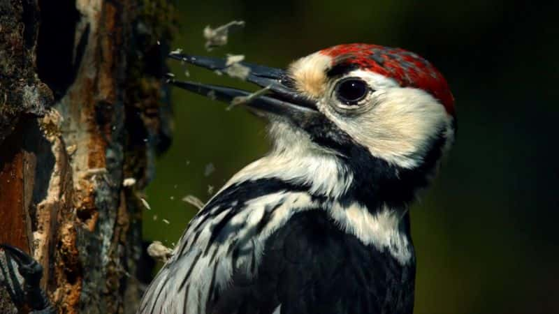 ¼Ƭɭ֣Kalkalpen ҹ԰ Making an Ancient Forest: Kalkalpen National Park1080P-Ļ/Ļ