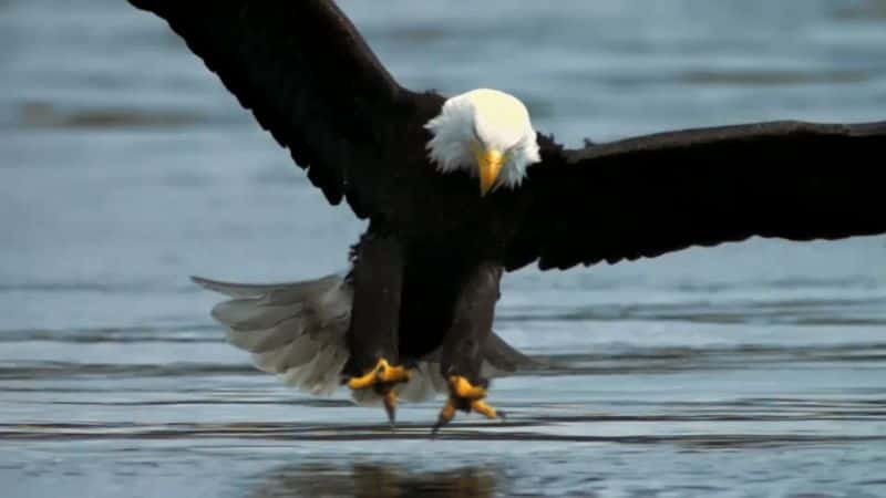 ¼ƬNOVAӥ֮ NOVA: Eagle Power1080P-Ļ/Ļ