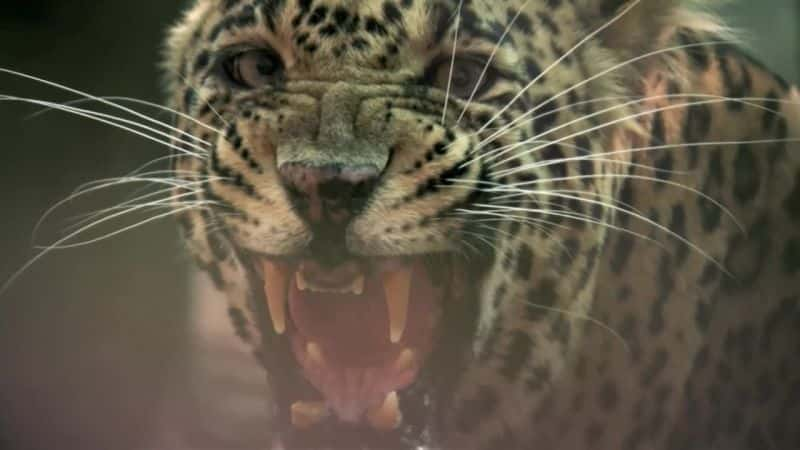 ¼Ƭӣ21͵èƶ Leopards: 21st Century CatsĻ/Ļ