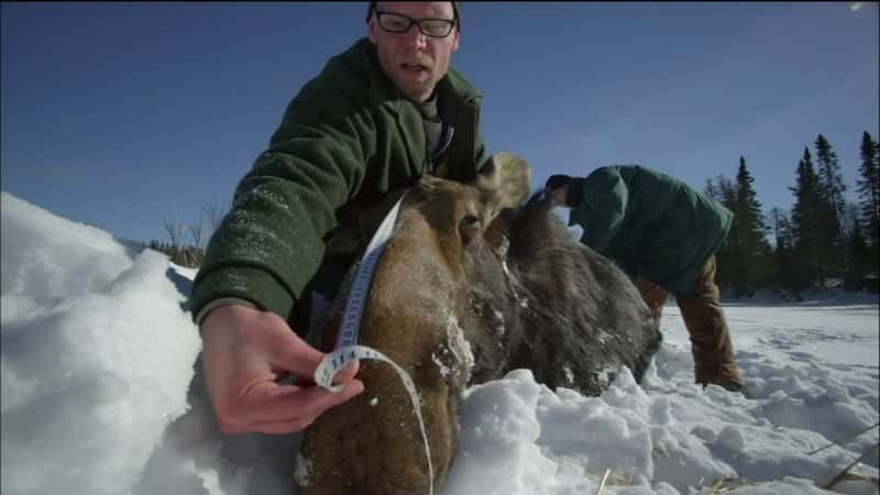 ¼Ƭ¹֦˵ Moose: Life of a Twig Eater1080P-Ļ/Ļ