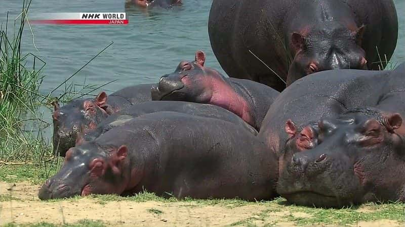 ¼ƬƵ The Kazinga Channel: Hippo Paradiseȫ1-Ļ/Ļ