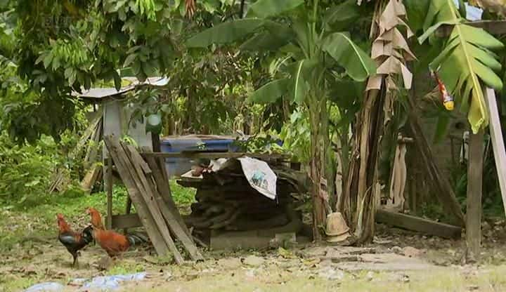 纪录片《黄沾和马来西亚花园 James Wong and the Malaysian Garden》[无字][BT][1080P]资源下载