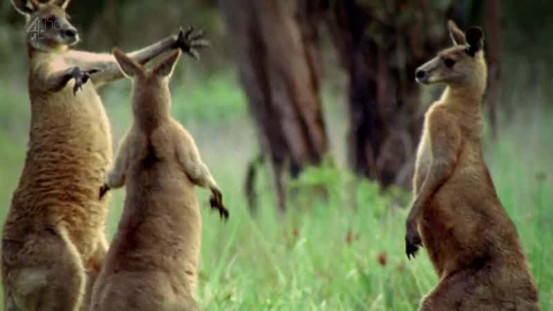 ¼Ƭ (Ch4) Kangaroo (Ch4)Ļ/Ļ