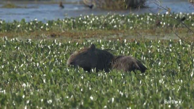 ¼Ƭ԰Ұ͢ Ibera Park: Rewilding Argentina1080Pȫ1-Ļ/Ļ