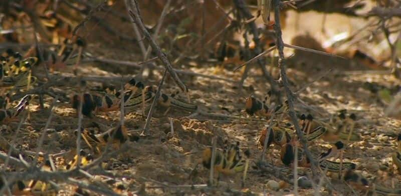 ¼ƬǵĻȳ Kenya's Locust Hunters1080P-Ļ/Ļ