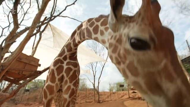 ¼Ƭīó Mexico's Exotic Pet Trade1080Pȫ1-Ļ/Ļ