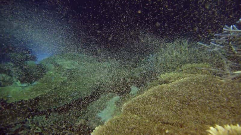 纪录片《大堡礁上的月亮咒语 The Moons Spell on the Great Barrier Reef》[无字][BT][1080P]资源下载