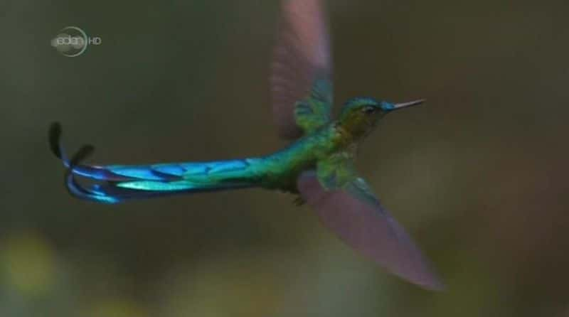 ¼Ƭ鱦ʹ Hummingbirds: Jewelled MessengersĻ/Ļ